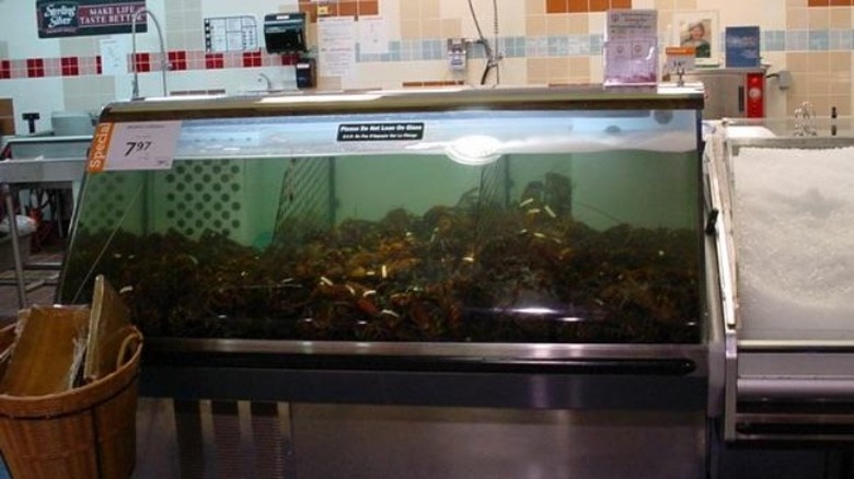 аквариум с омаром