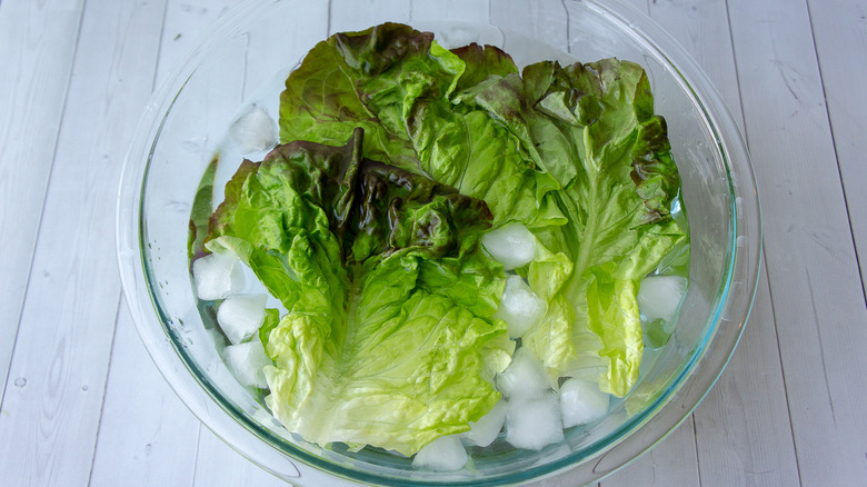 Листья салата-латука в миске с ледяной водой