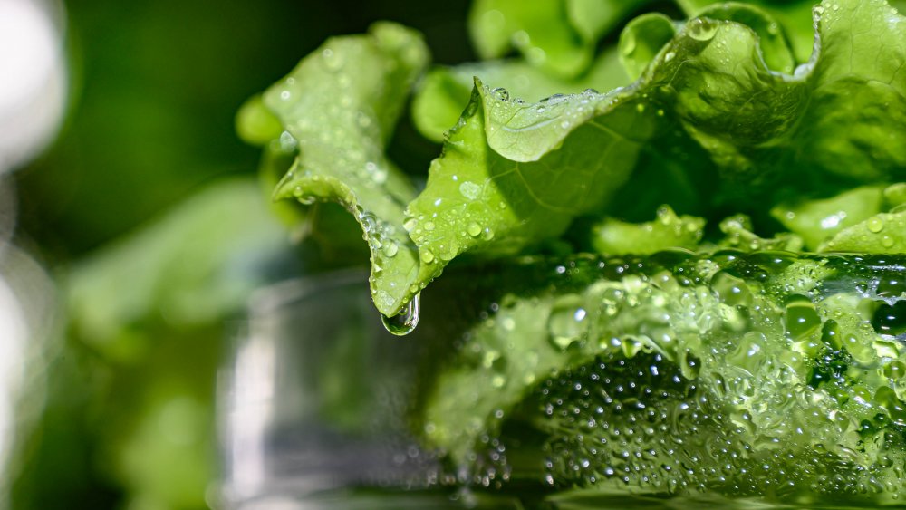Миска салата-латука с водой, стекающей с листьев
